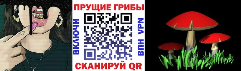 Галлюциногенные грибы Psilocybe  Купить закладки  Ленинск-Кузнецкий 